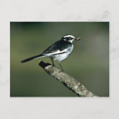 Pied Wagtail Briefkaart (Voorkant)