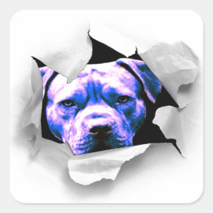 Piek A Boo Pit Bull Vierkante Sticker