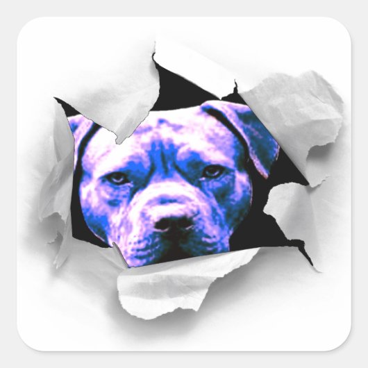 Piek A Boo Pit Bull Vierkante Sticker (Voorkant)