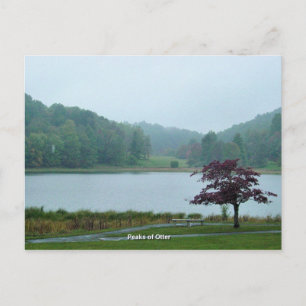 Pieken van Otter Briefkaart