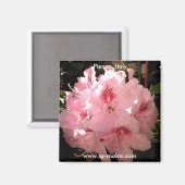 Pienza, Italië Magneet (Voorkant / Achterkant)