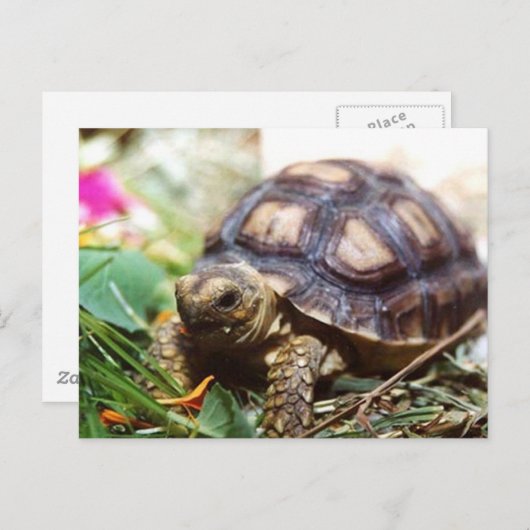 piepklein briefkaart (Voorkant / Achterkant)