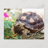 piepklein briefkaart (Voorkant)