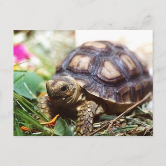 piepklein briefkaart (Voorkant)