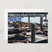 Pier 39 Zee leeuwen (Voorkant / Achterkant)