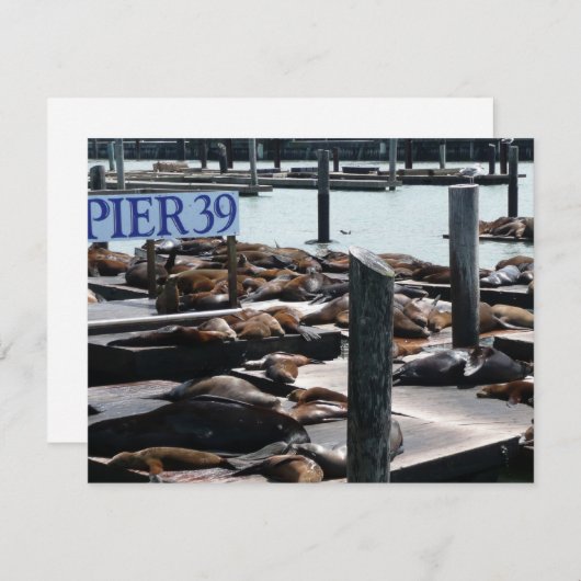 Pier 39 Zee leeuwen (Voorkant / Achterkant)