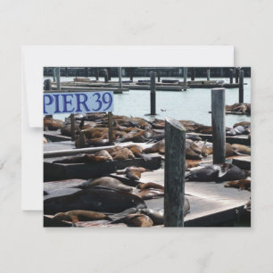 Pier 39 Zee leeuwen