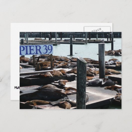 Pier 39 Zee leeuwen Briefkaart (Voorkant / Achterkant)