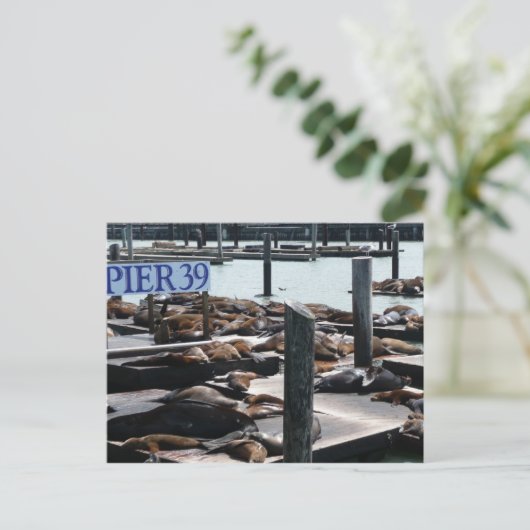 Pier 39 Zee leeuwen Briefkaart (Staand voorkant)