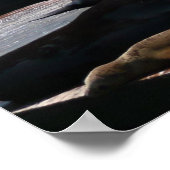 Pier 39 Zee leeuwen Poster (Hoek)