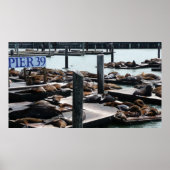 Pier 39 Zee leeuwen Poster (Voorkant)