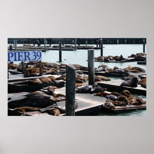 Pier 39 Zee leeuwen Poster (Voorkant)