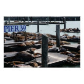 Pier 39 Zee leeuwen Poster (Voorkant)