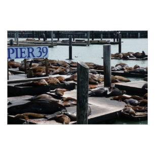 Pier 39 Zee leeuwen Poster