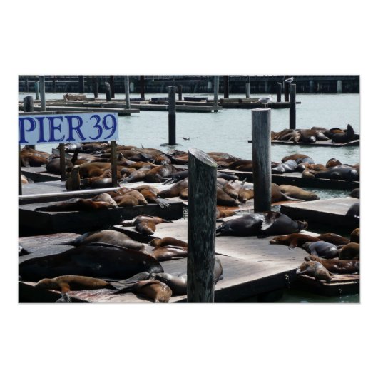Pier 39 Zee leeuwen Poster (Voorkant)