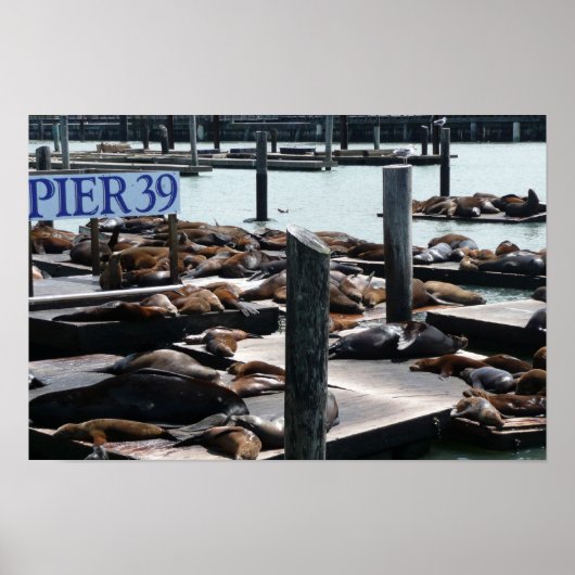 Pier 39 Zee leeuwen Poster (Voorkant)