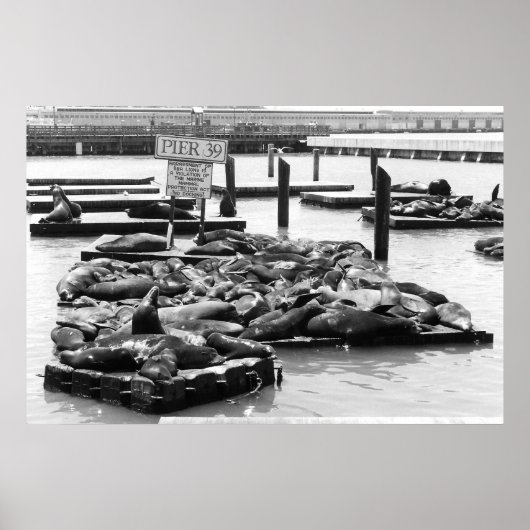 Pier 39 Zee poster leeuwen (Voorkant)
