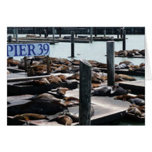 Pier 39 Zeeleeuwen