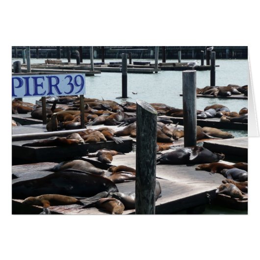 Pier 39 Zeeleeuwen (Voorkant Horizontaal)
