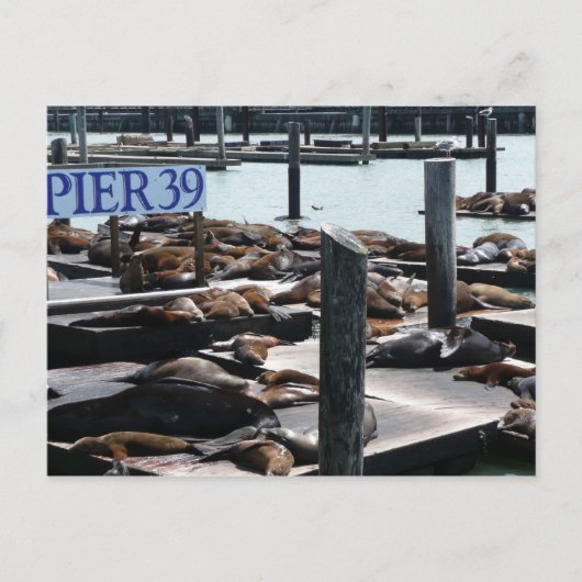 Pier 39 Zeeleeuwen Briefkaart (Voorkant)
