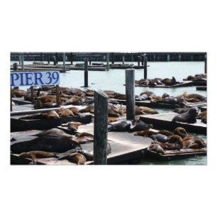 Pier 39 Zeeleeuwen Foto Afdruk