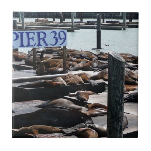 Pier 39 Zeeleeuwen Tegeltje (Voorkant)