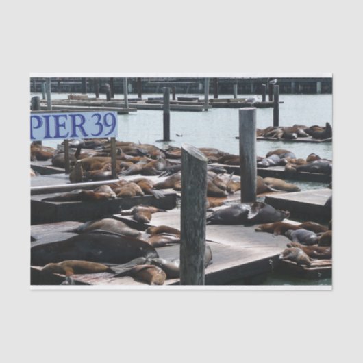 Pier 39 Zeeleeuwen Tissuepapier (Voorkant)