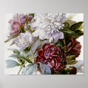 Pierre Joseph Redoute - A Bouquet Peonies Poster