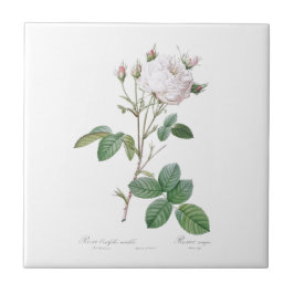 PIERRE-JOSEPH REDOUTÉ "CABBAGE ROOS" CERAMIC TEGEL TEGELTJE