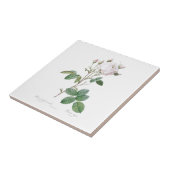 PIERRE-JOSEPH REDOUTÉ "CABBAGE ROOS" CERAMIC TEGEL TEGELTJE (Zijkant)