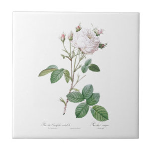 PIERRE-JOSEPH REDOUTÉ "CABBAGE ROOS" CERAMIC TILE TEGELTJE