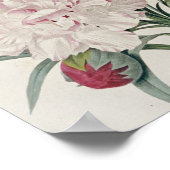 Pierre Joseph Redoute - Carnaties Poster (Hoek)