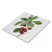 Pierre-Joseph Redouté Cherries die Tile schilderen Tegeltje (Zijkant)