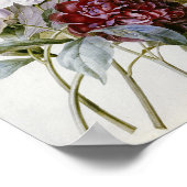 Pierre Joseph Redoute - een bolwerk van rode volke Poster (Hoek)