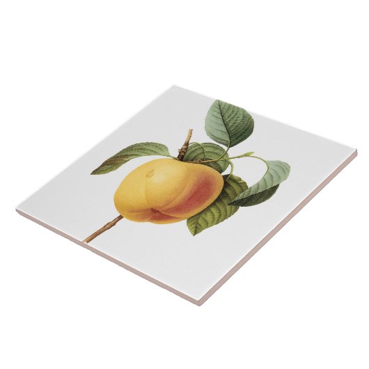 Pierre-Joseph Redouté  groot perzikenschilderen Tegeltje (Zijkant)