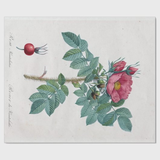 Pierre-Joseph Redouté Kamtschatka Roos Cadeaupapier (Vlak)