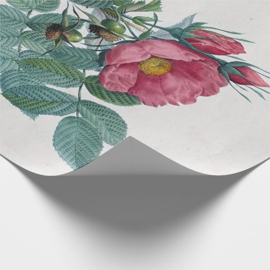 Pierre-Joseph Redouté Kamtschatka Roos Cadeaupapier (Hoek)