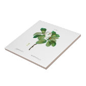 PIERRE-JOSEPH REDOUTÉ MAGNOLIA CERAMIC TEGEL TEGELTJE (Zijkant)