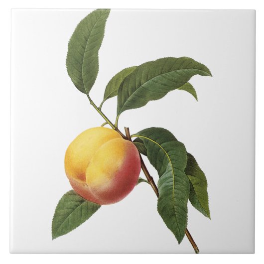 Pierre-Joseph Redouté Perzikschilderstapel Tegeltje (Voorkant)