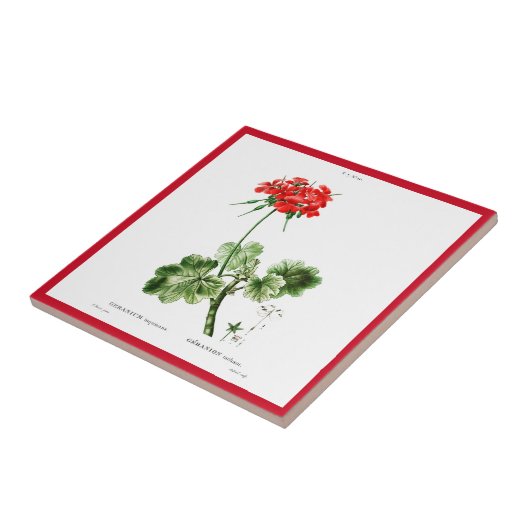 PIERRE-JOSEPH REDOUTÉ "RED GERANIUM" CERAMIC-TEGEL TEGELTJE (Zijkant)