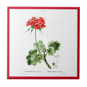 PIERRE-JOSEPH REDOUTÉ "RED GERANIUM" CERAMIC TILE TEGELTJE