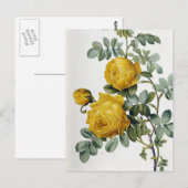 Pierre Joseph Redoute - Rosa Sulfurea Briefkaart (Voorkant / Achterkant)