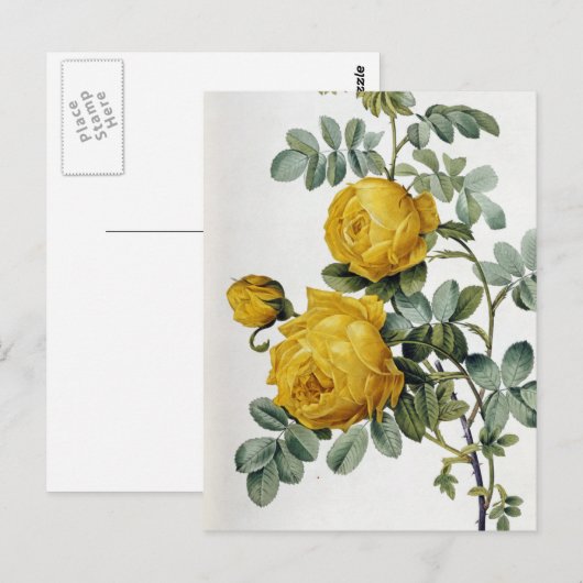 Pierre Joseph Redoute - Rosa Sulfurea Briefkaart (Voorkant / Achterkant)