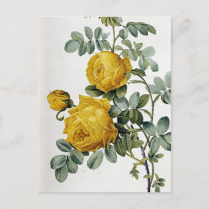 Pierre Joseph Redoute - Rosa Sulfurea Briefkaart