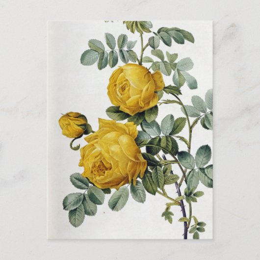 Pierre Joseph Redoute - Rosa Sulfurea Briefkaart (Voorkant)