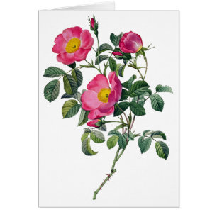 Pierre Joseph Redoute Rozen