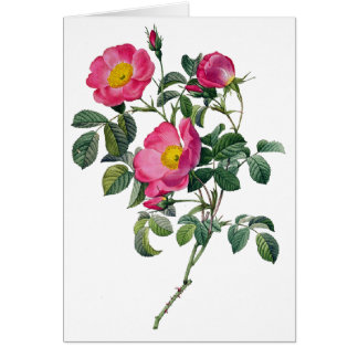 Pierre Joseph Redoute Rozen