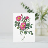 Pierre Joseph Redoute Rozen Briefkaart (Staand voorkant)