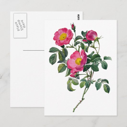 Pierre Joseph Redoute Rozen Briefkaart (Voorkant / Achterkant)