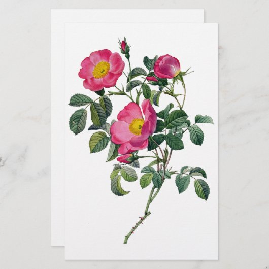 Pierre Joseph Redoute Rozen Briefpapier (Voorkant / Achterkant)